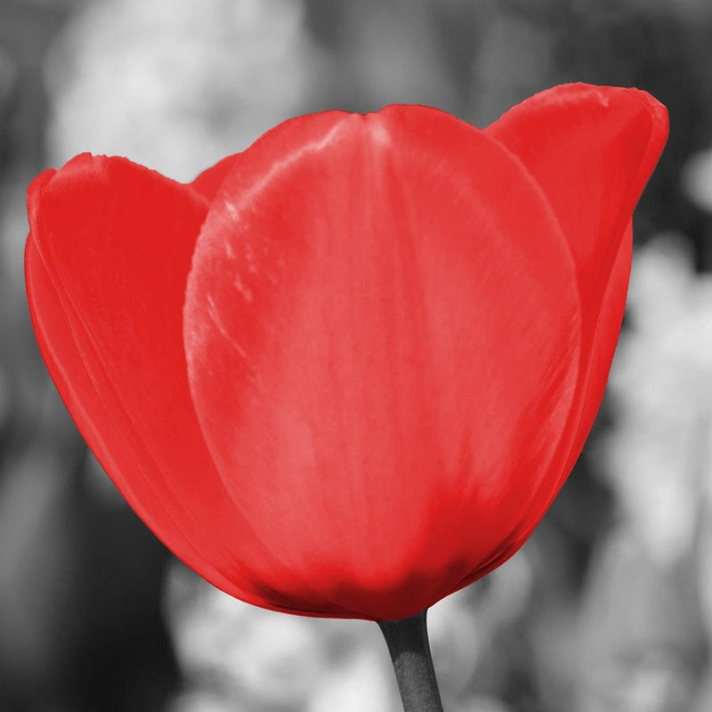 Glezna baltā rāmī - Red Tulip On The Meadow 