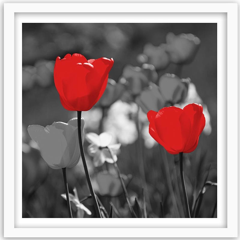 Glezna baltā rāmī - Red Tulips In Gray 