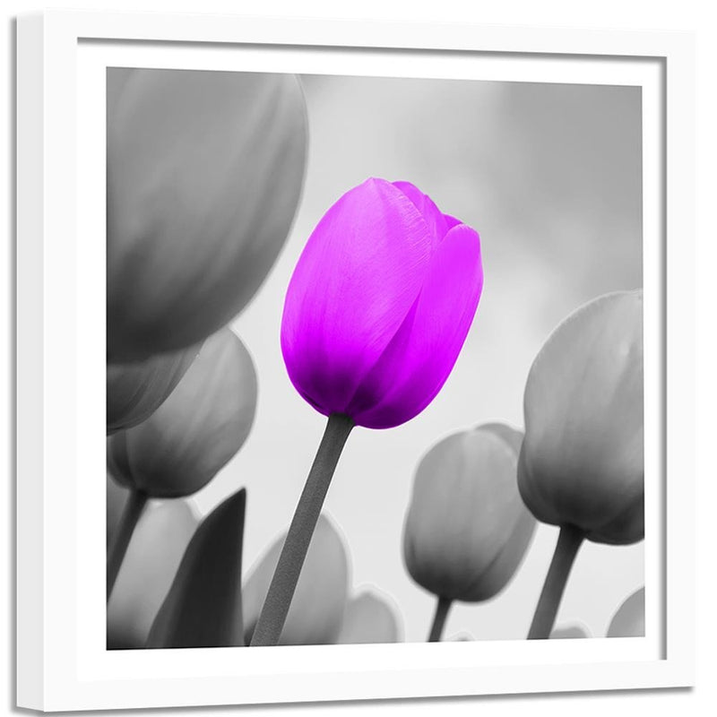 Glezna baltā rāmī - Purple Tulip In Gray 