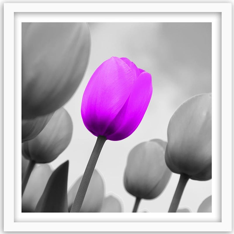 Glezna baltā rāmī - Purple Tulip In Gray 