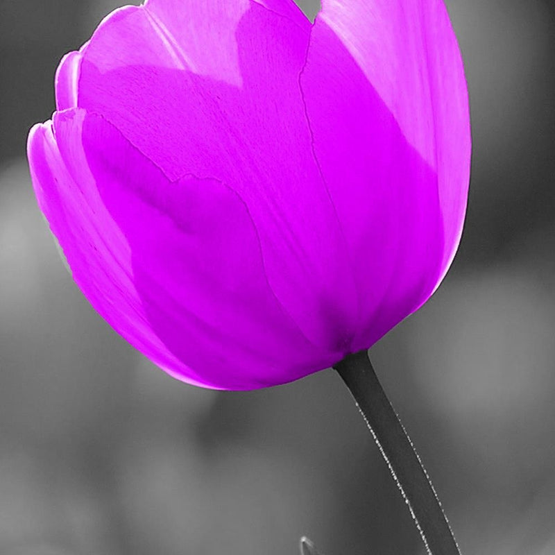 Glezna baltā rāmī - Purple Tulip 