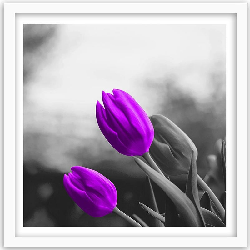 Glezna baltā rāmī - Two Purple Tulips 