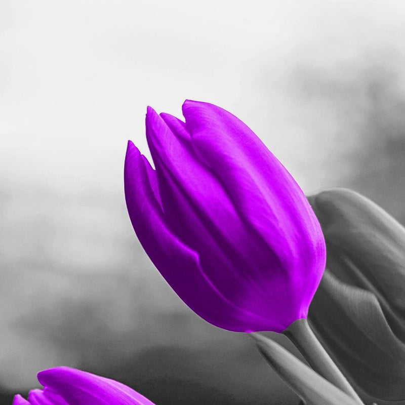 Glezna baltā rāmī - Two Purple Tulips 