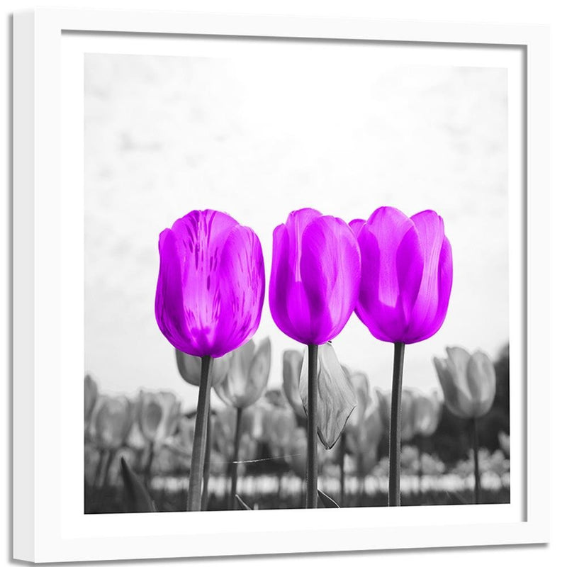 Glezna baltā rāmī - Purple Tulips 