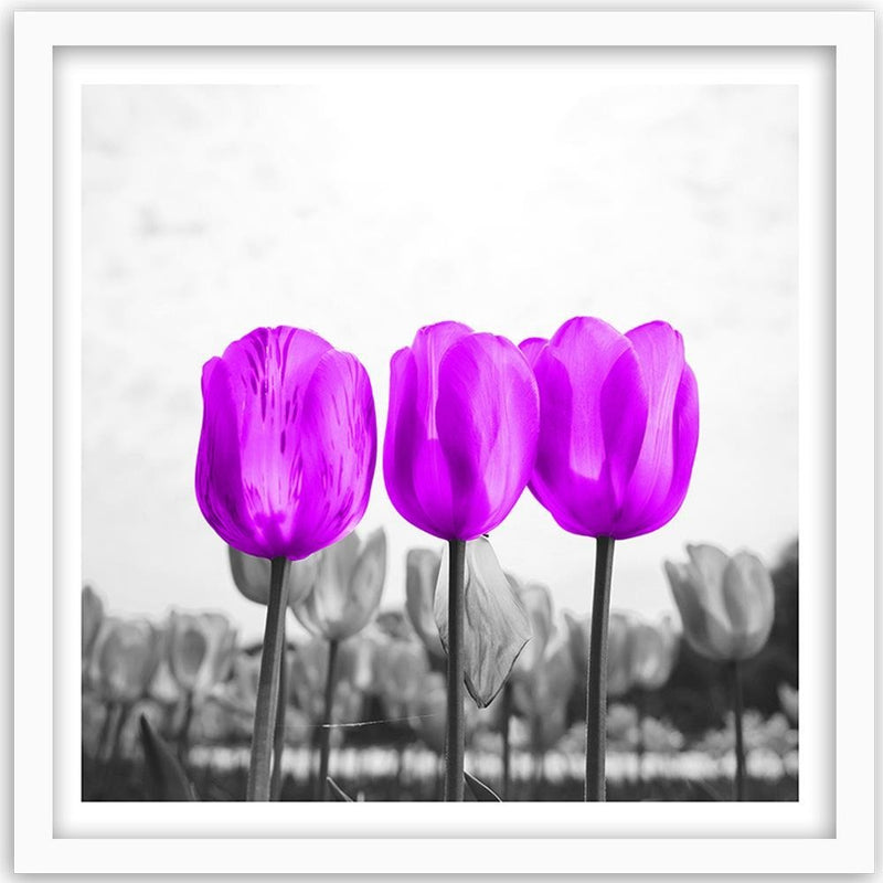 Glezna baltā rāmī - Purple Tulips 