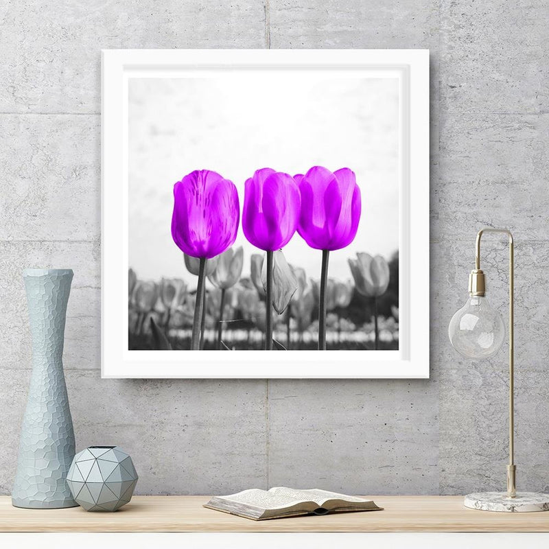 Glezna baltā rāmī - Purple Tulips 