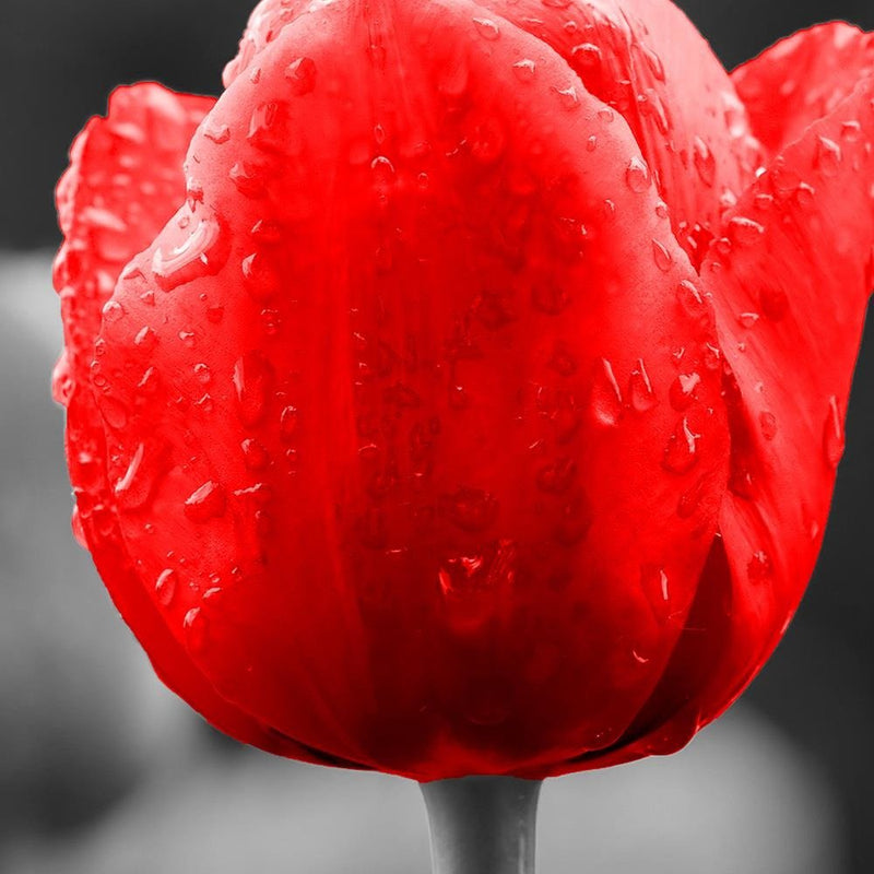 Glezna baltā rāmī - Tulip In Red 