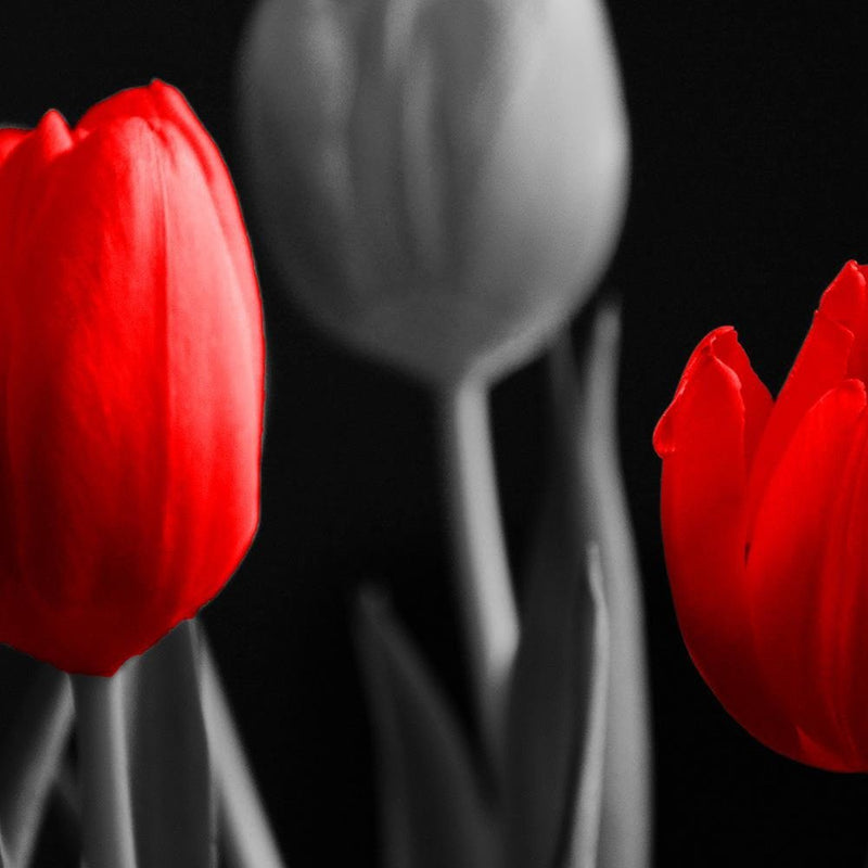 Glezna baltā rāmī - Red Tulips 