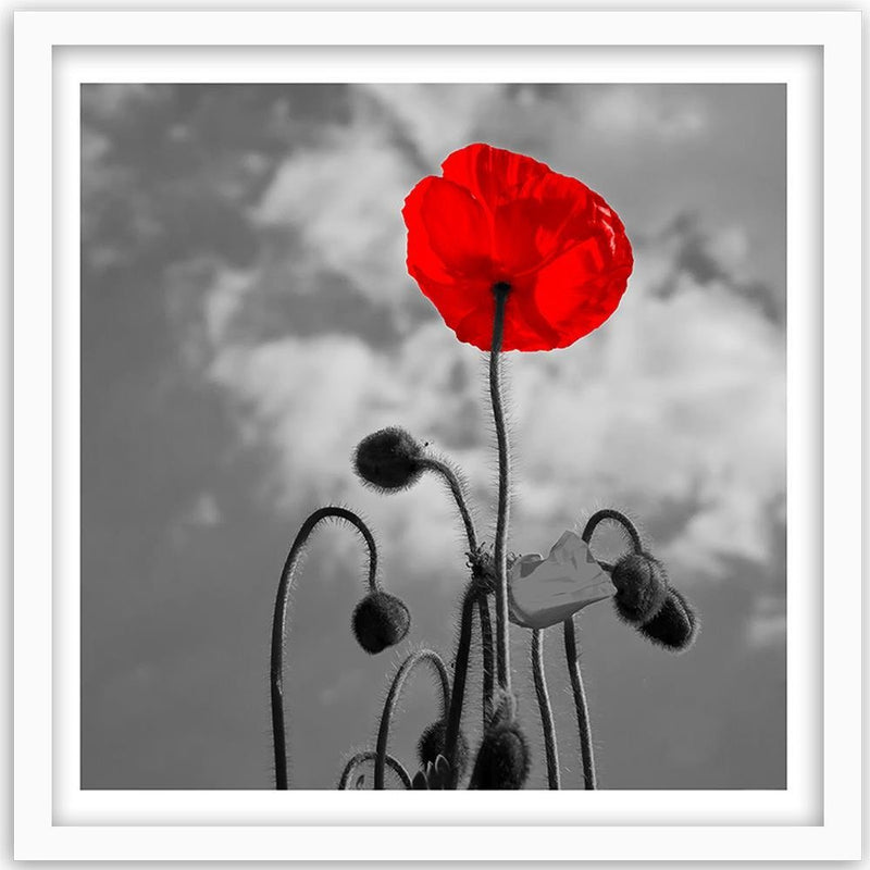 Glezna baltā rāmī - Red Poppy 