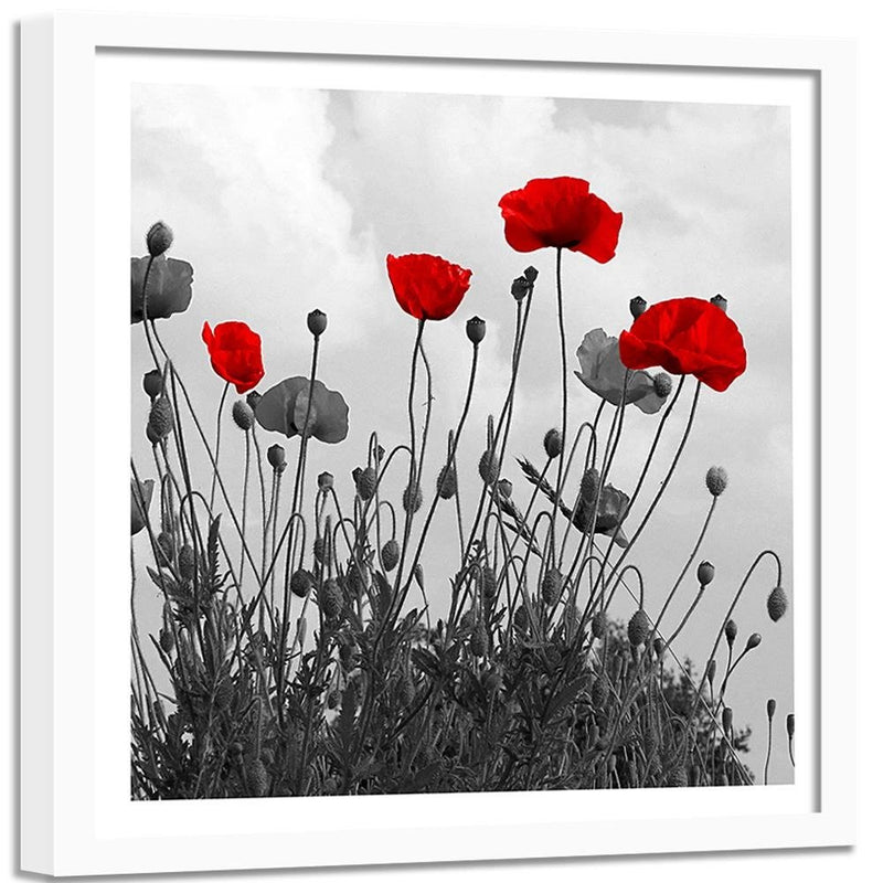 Glezna baltā rāmī - Red Poppy Flowers 