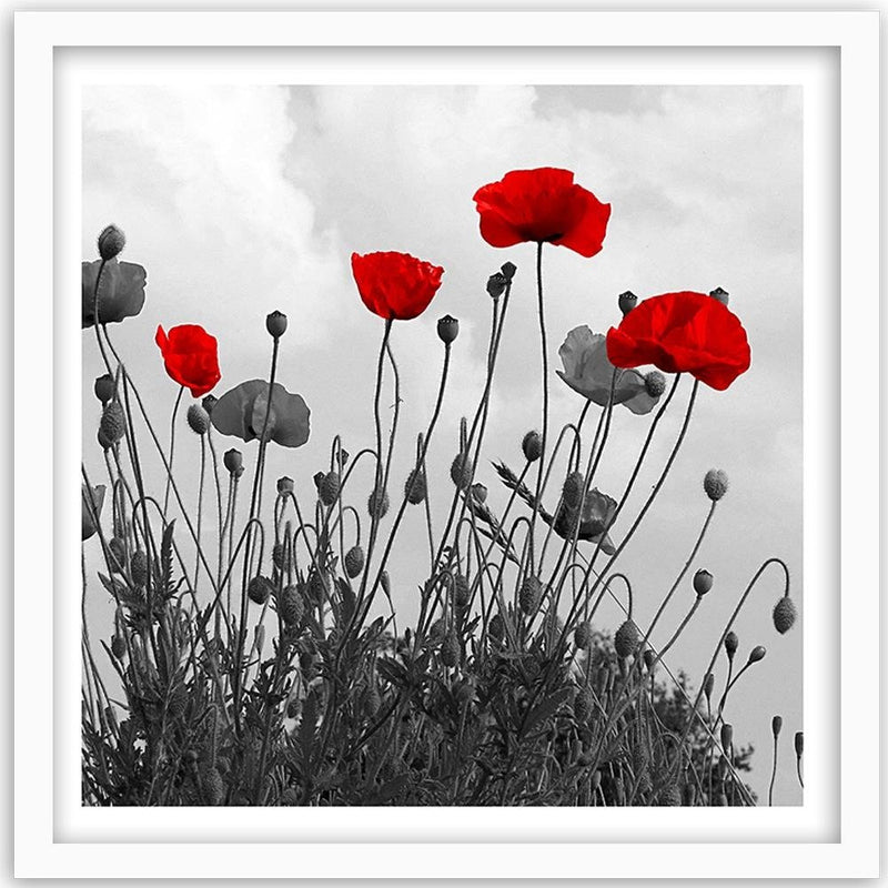 Glezna baltā rāmī - Red Poppy Flowers 