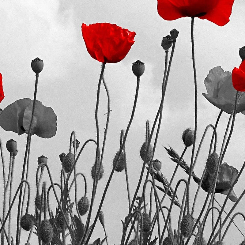 Glezna baltā rāmī - Red Poppy Flowers 