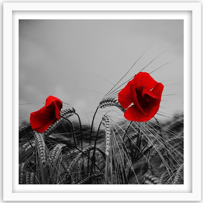 Glezna baltā rāmī - Red Poppies And Corn 