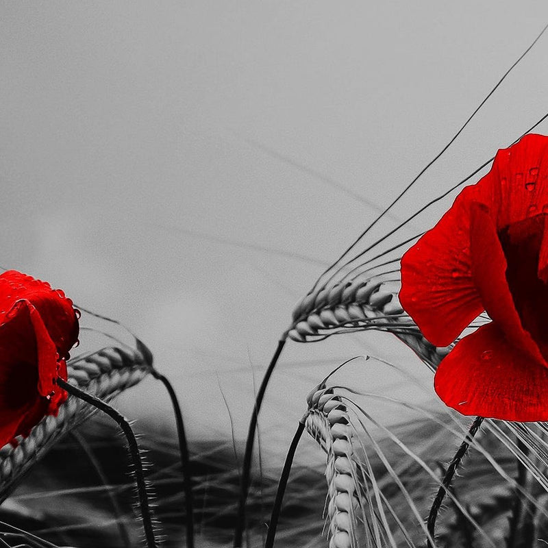 Glezna baltā rāmī - Red Poppies And Corn 