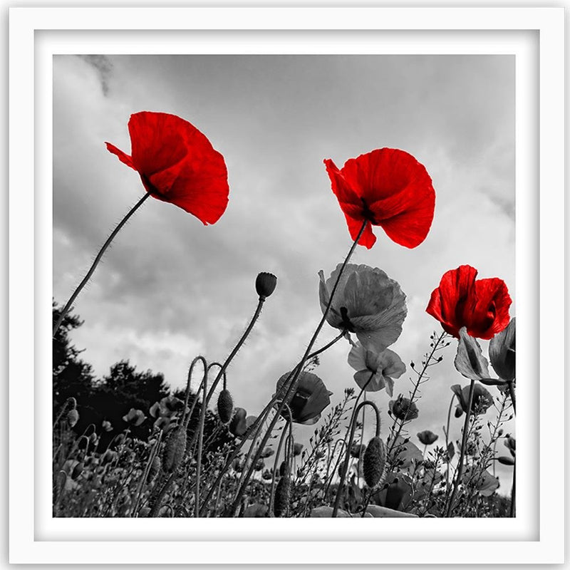 Glezna baltā rāmī - Red Poppies On The Meadow 