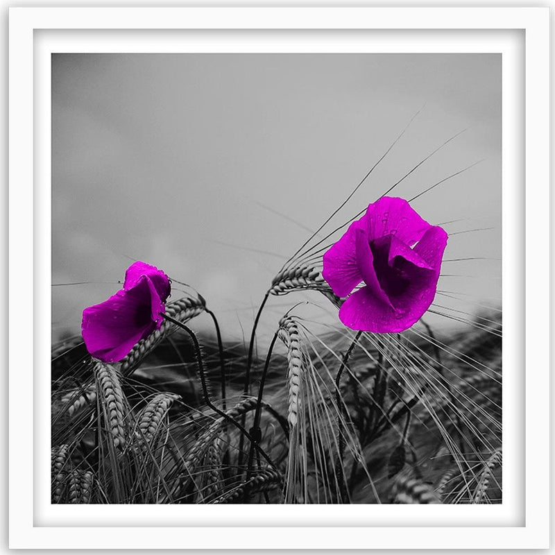 Glezna baltā rāmī - Purple Poppies And Corn 