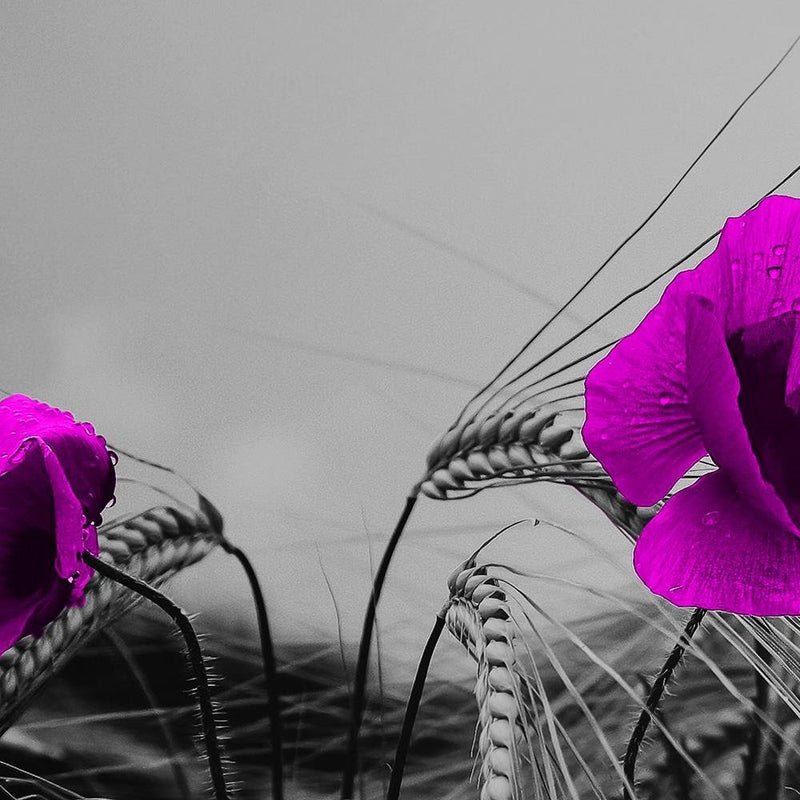 Glezna baltā rāmī - Purple Poppies And Corn 