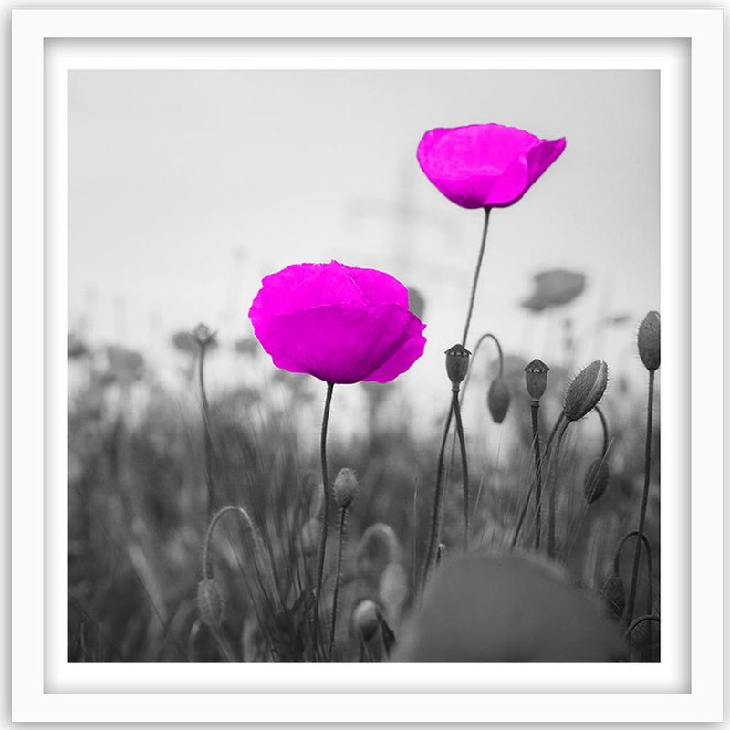 Glezna baltā rāmī - Purple Poppies On The Meadow 