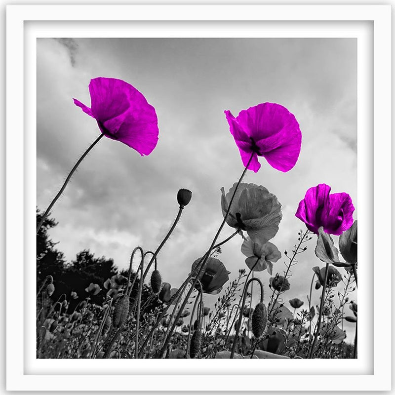 Glezna baltā rāmī - Purple Poppy Flowers 