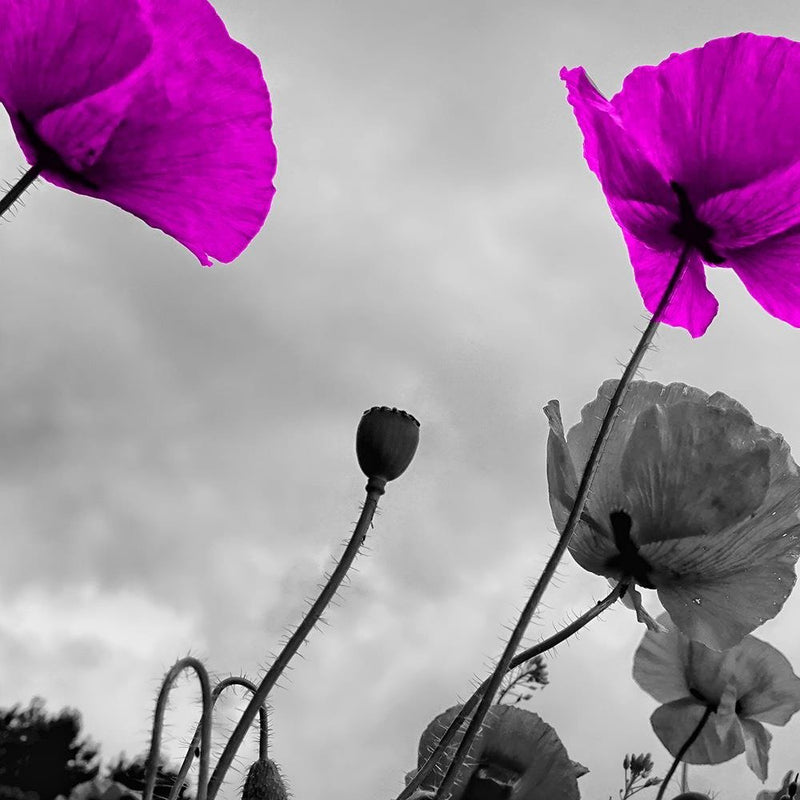 Glezna baltā rāmī - Purple Poppy Flowers 