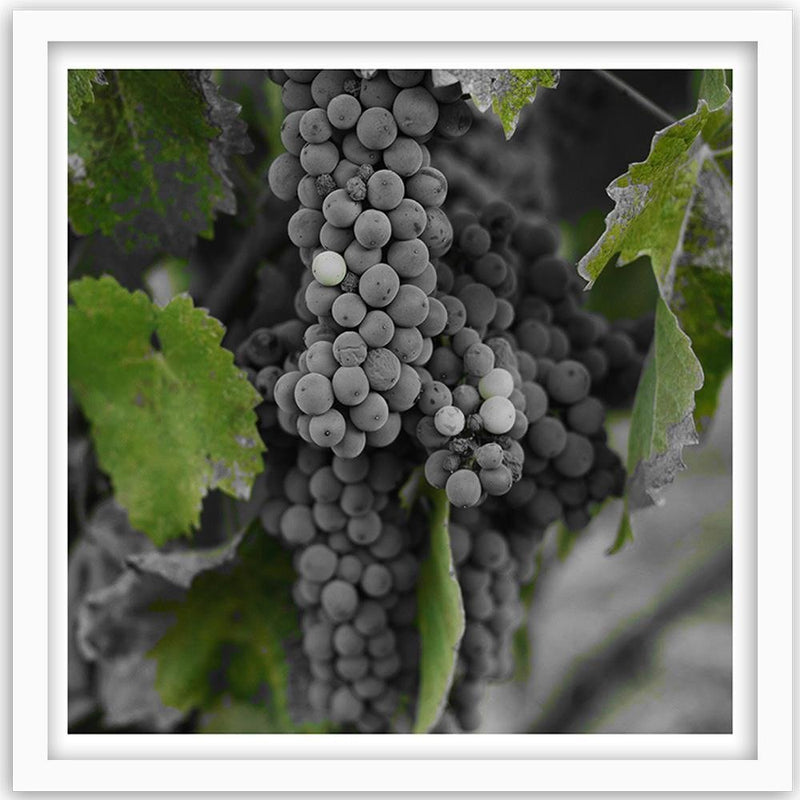 Glezna baltā rāmī - Grapes 2 