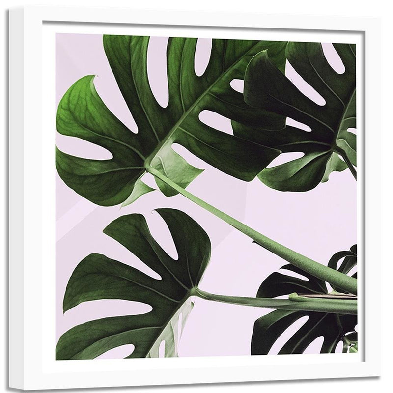 Glezna baltā rāmī - Exotic Leaves Monstera 1 