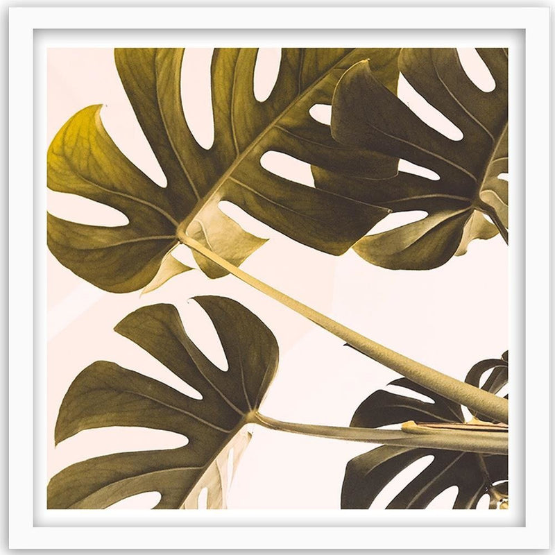 Glezna baltā rāmī - Exotic Leaves Monstera 2 