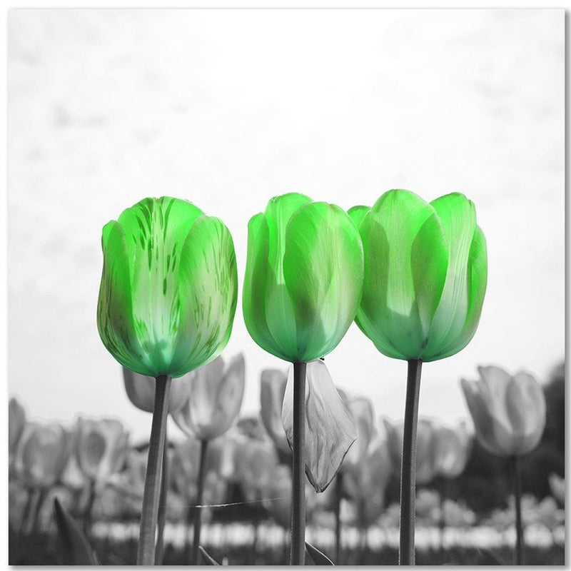 Dekoratīvais panelis - Poppies On Green Meadow 