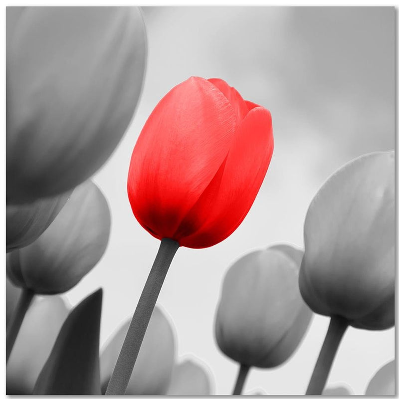 Dekoratīvais panelis - Red Tulip In Gray 