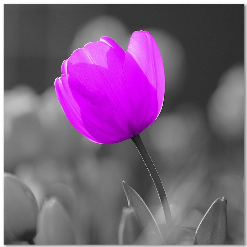 Dekoratīvais panelis - Purple Tulip 