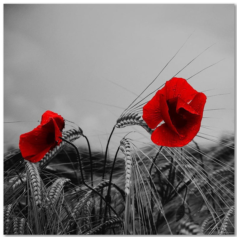 Dekoratīvais panelis - Red Poppies And Corn 