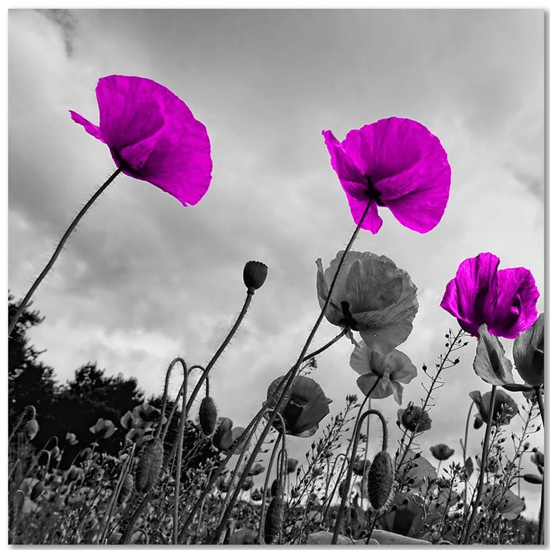 Dekoratīvais panelis - Purple Poppy Flowers 