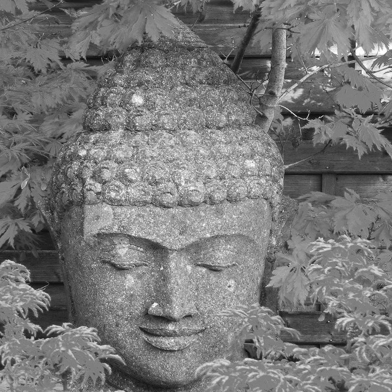 Glezna baltā rāmī - Head Of Buddha Among The Leaves 