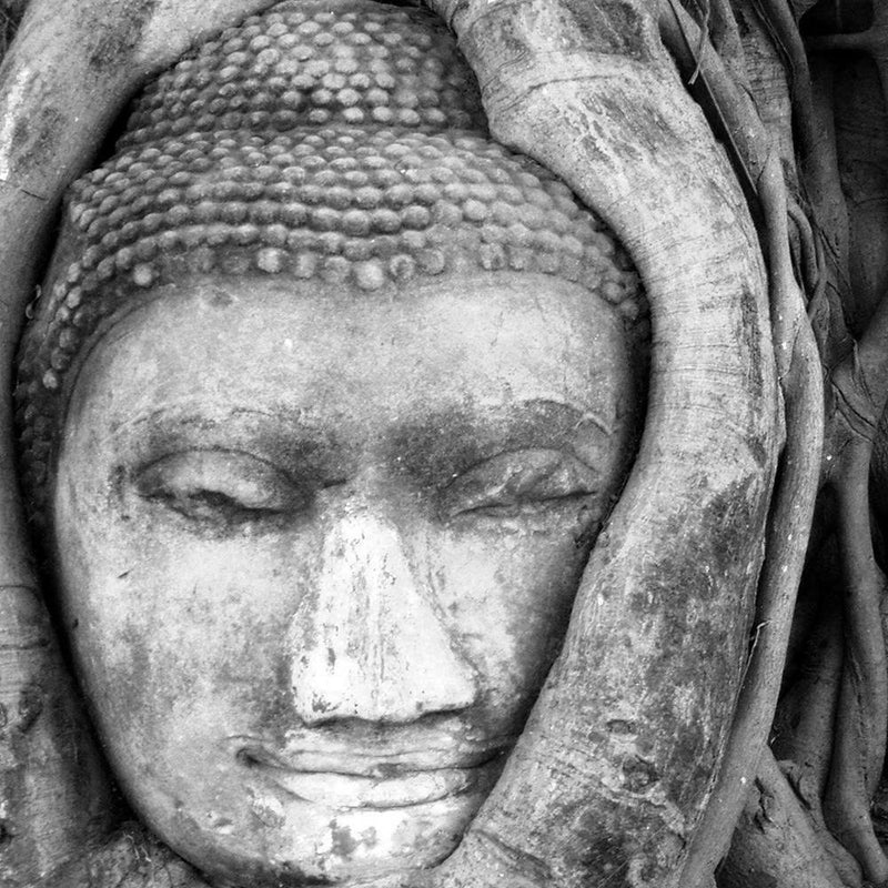 Glezna baltā rāmī - Head Of Buddha In Tree 