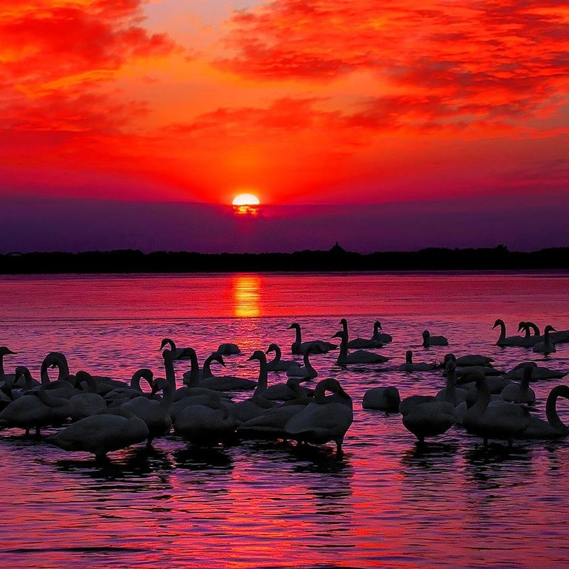 Glezna baltā rāmī - Swans On The Shore Of A Lake 4 