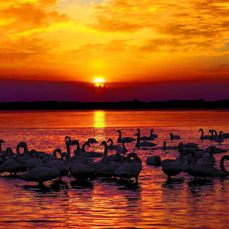 Glezna baltā rāmī - Swans On The Shore Of A Lake 3 