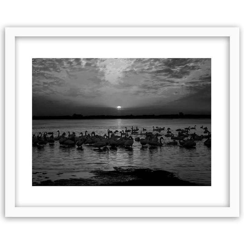 Glezna baltā rāmī - Swans On The Shore Of A Lake 2 