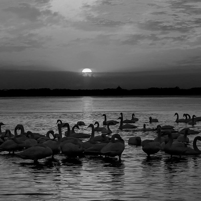 Glezna baltā rāmī - Swans On The Shore Of A Lake 2 