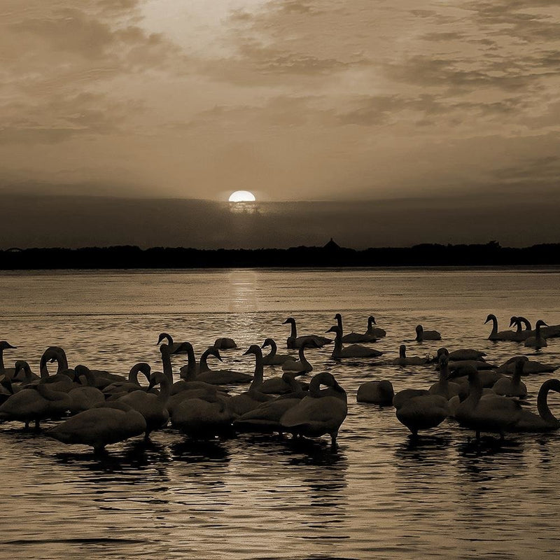 Glezna baltā rāmī - Swans On Shore 1 