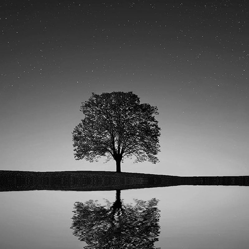 Glezna baltā rāmī - Lonely Tree 2 