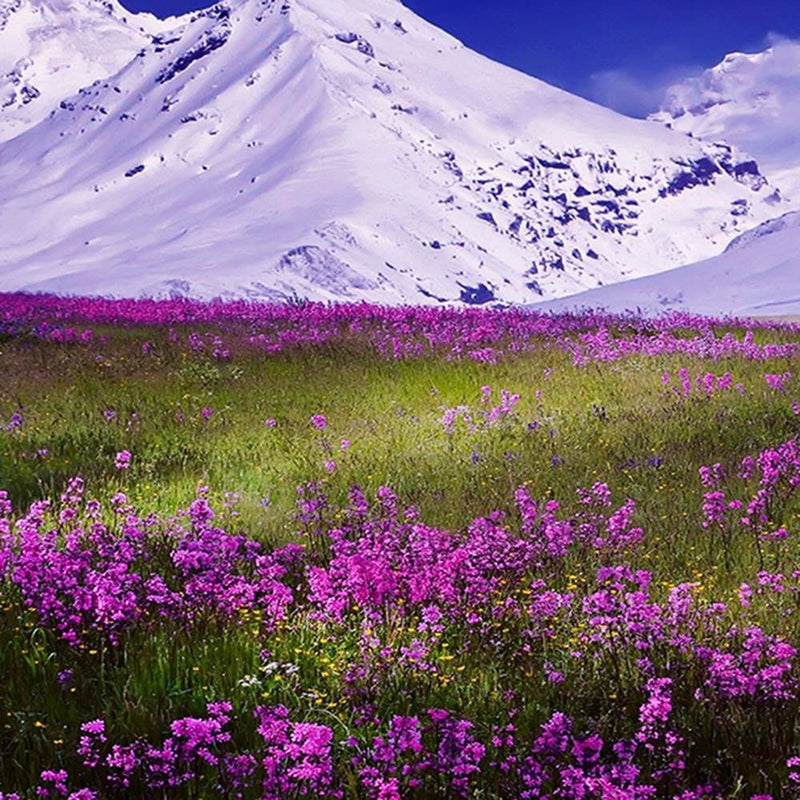 Glezna baltā rāmī - Snowy Mountains And Colorful Meadow 4 