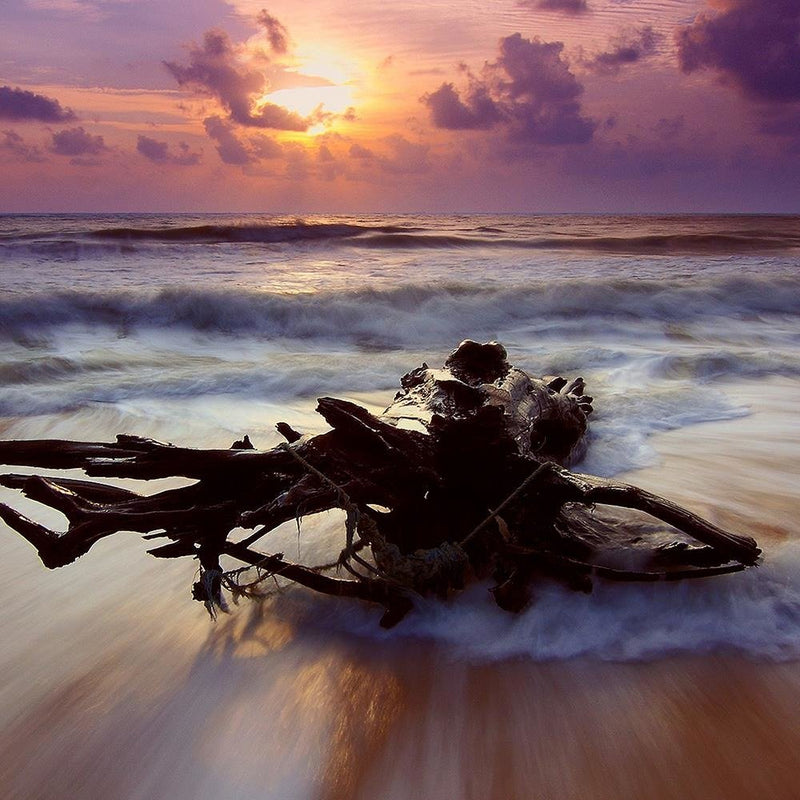 Glezna baltā rāmī - Branch On The Seashore 3 