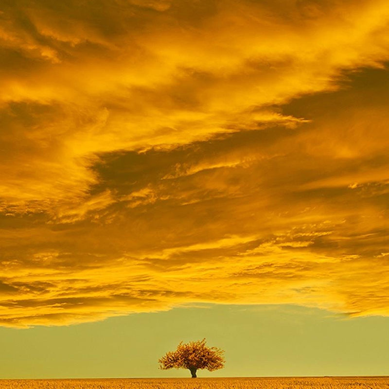 Glezna baltā rāmī - Lone Tree In Field 4 