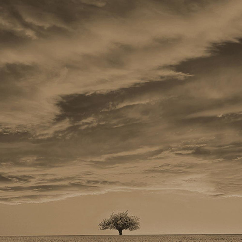 Glezna baltā rāmī - Lone Tree In Field 1 