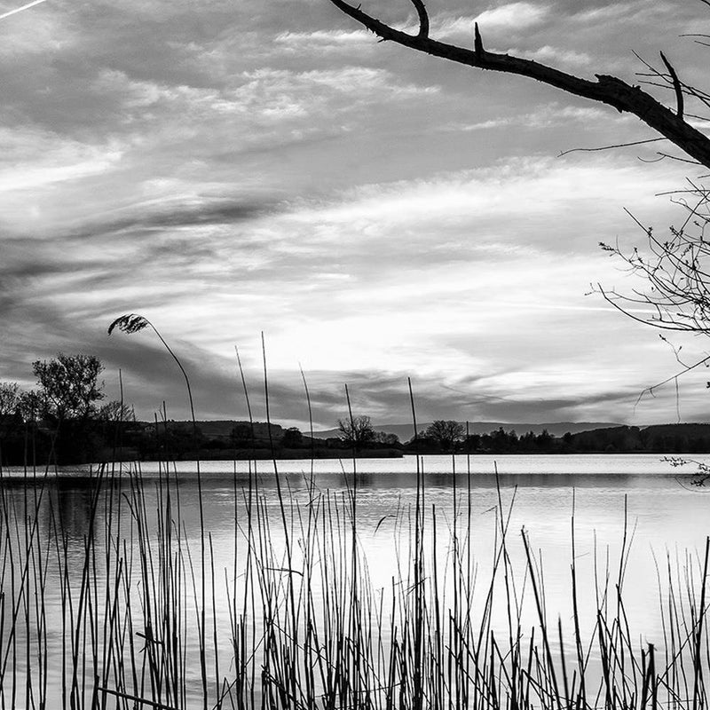 Glezna baltā rāmī - Dry Tree On The Lake 2 