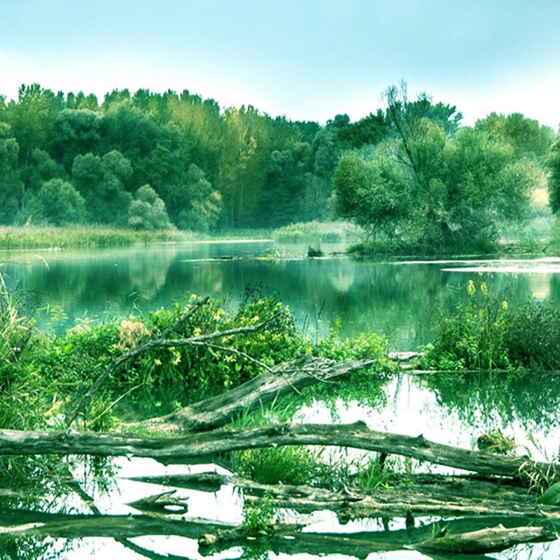 Glezna baltā rāmī - Fallen Tree In The Lake 4 