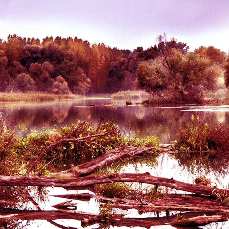 Glezna baltā rāmī - Fallen Tree In The Lake 3 