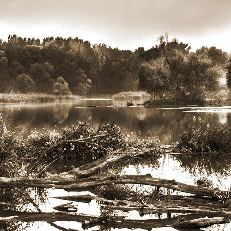 Glezna baltā rāmī - Fallen Tree In The Lake 1 