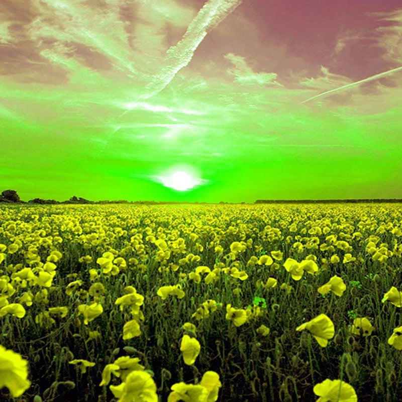 Glezna baltā rāmī - Sunset Over A Field Poppy 4 