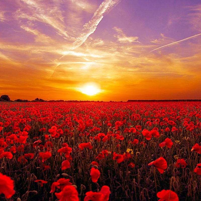 Glezna baltā rāmī - Sunset Over A Field Poppy 3 